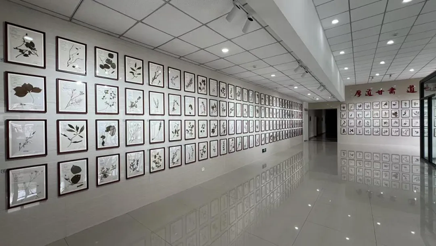 再添殊榮！甘肅隴神戎發(fā)藥業(yè)股份有限公司獲評甘肅省中醫(yī)藥文化宣傳教育基地